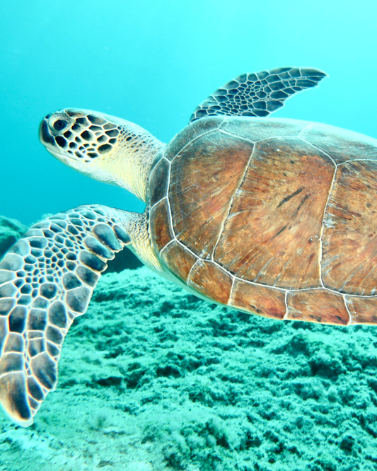 New! Supporting Marine Life & Coastal Conservation 🌊🐢